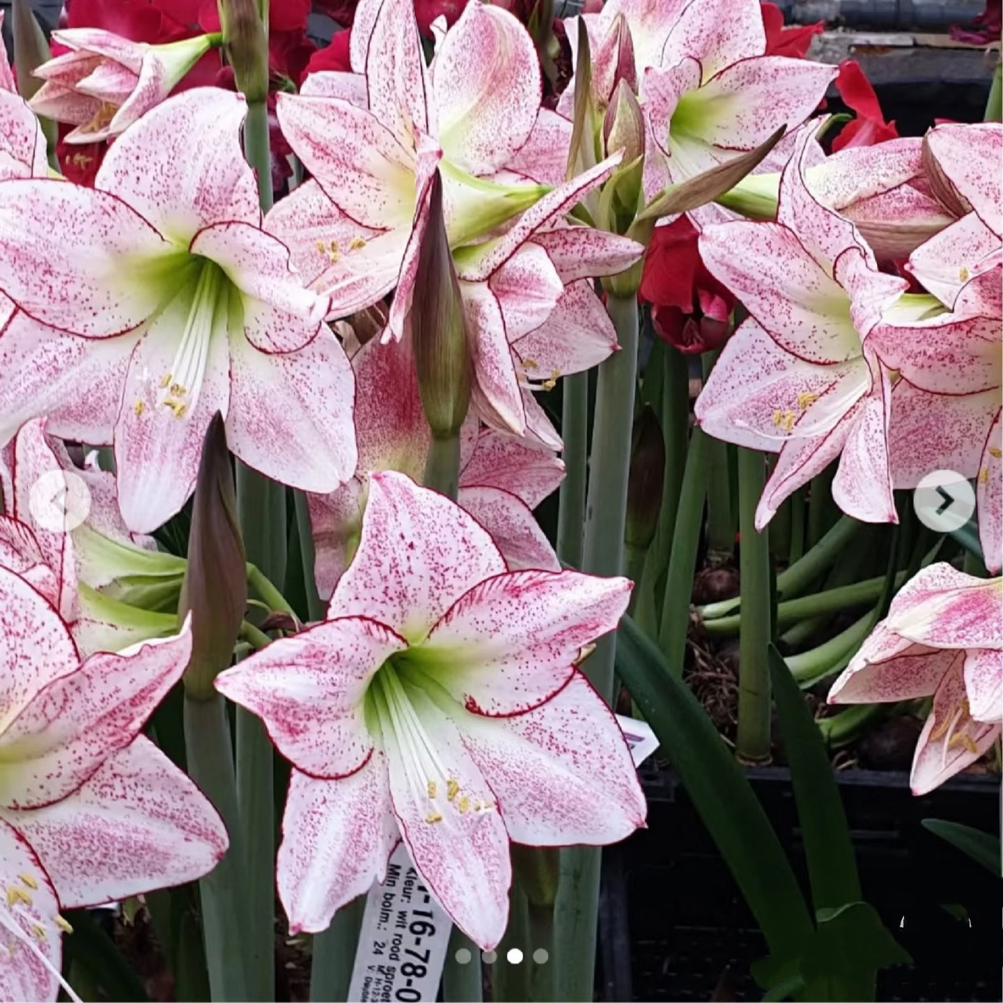 单瓣朱顶红种球荷兰新品【繁星点点】