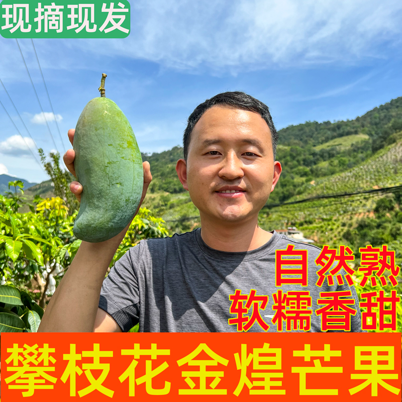 老树现摘攀枝花新鲜金煌芒果大青芒当季孕妇水果整箱甜心芒包邮