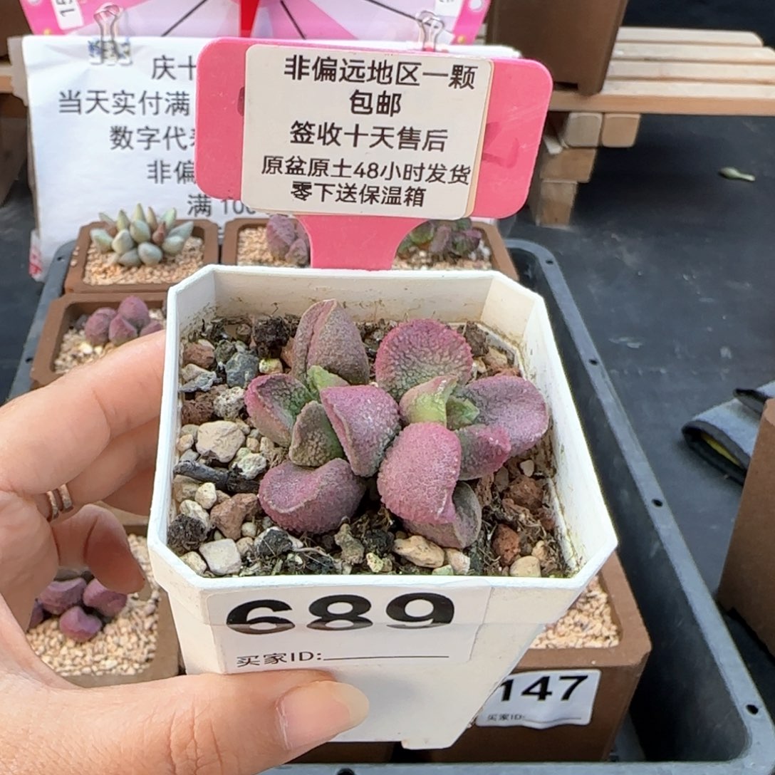 689赛猪肝多肉植物