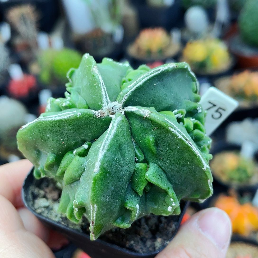 非偏远地区满25发货仙人球