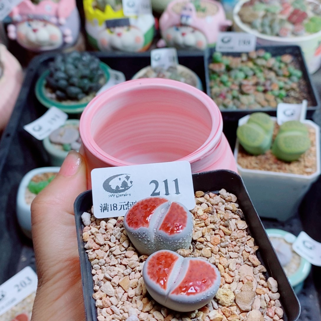 欣***曈生石花花花花花花花花211