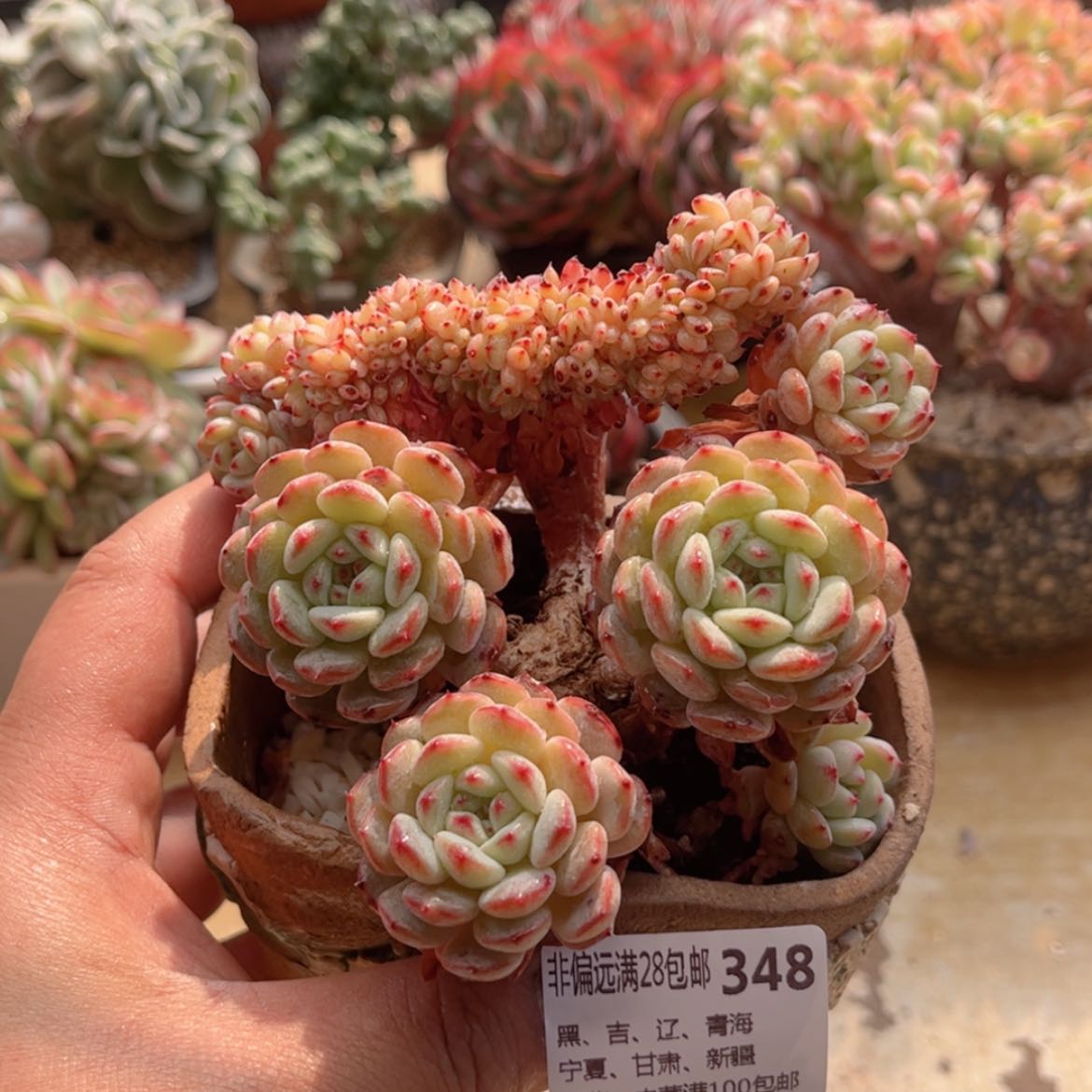 【闪购商品】348白胖子缀