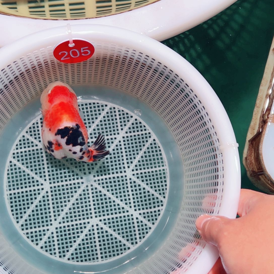 海水鱼搬*佬205包邮包活到家