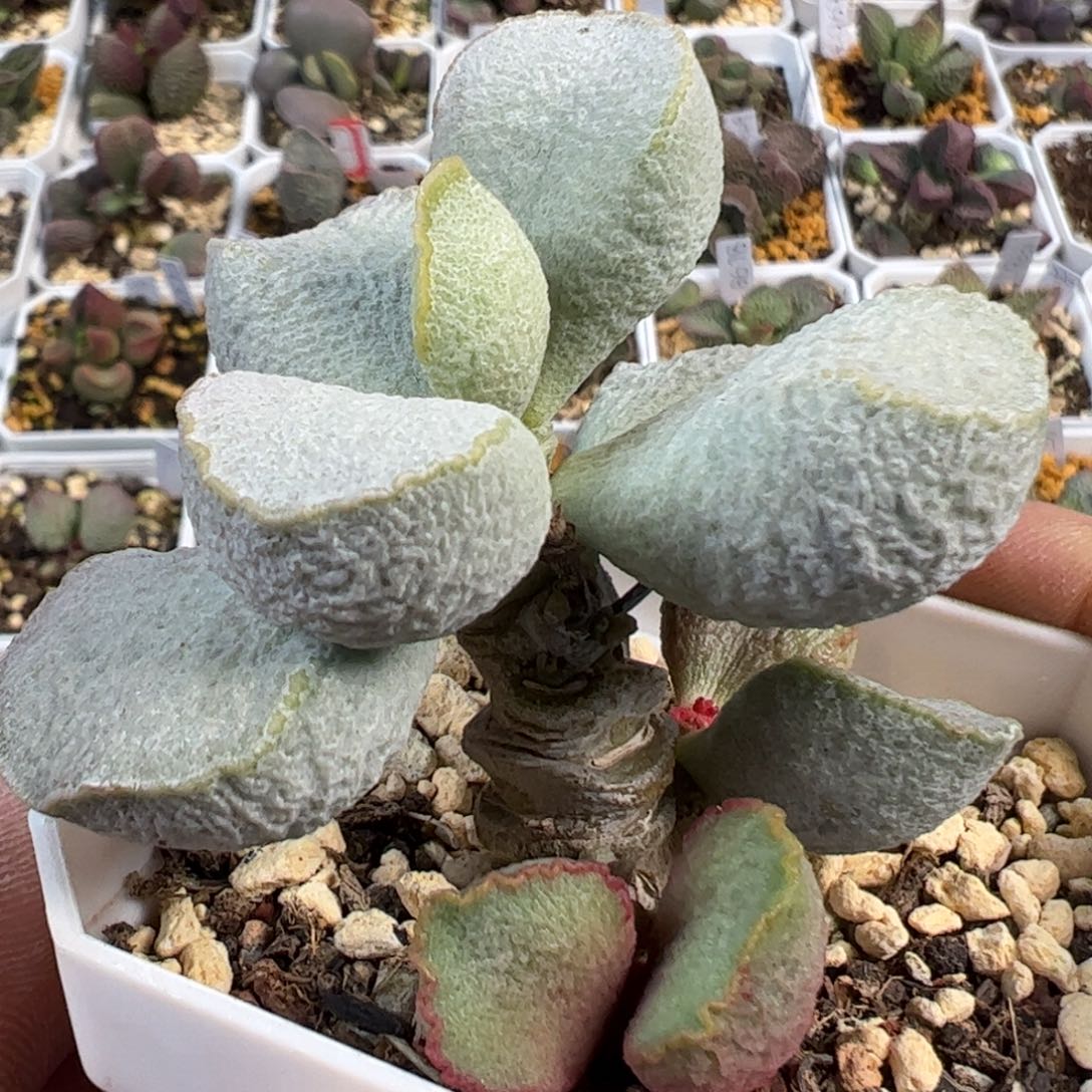 绿磨砂蛋老桩小树多肉植物