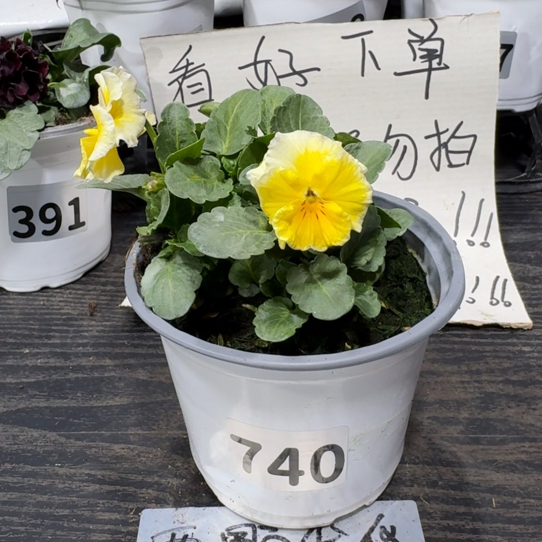 全部花朵740号蛋挞