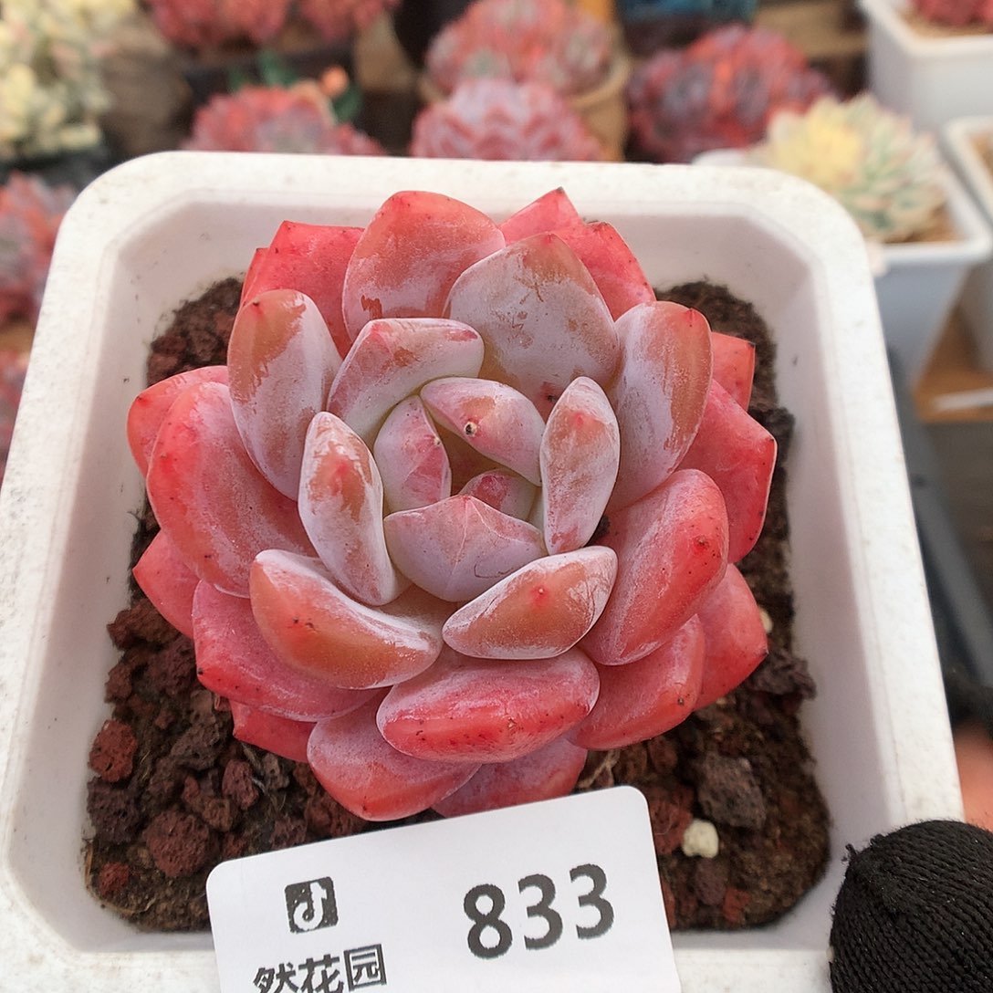 833雪天使多肉植物6666