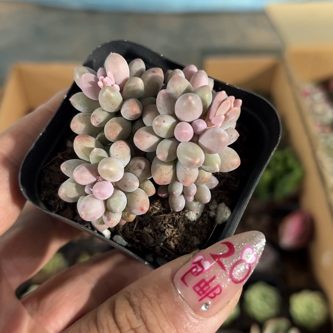 婴儿手指单头发货有根