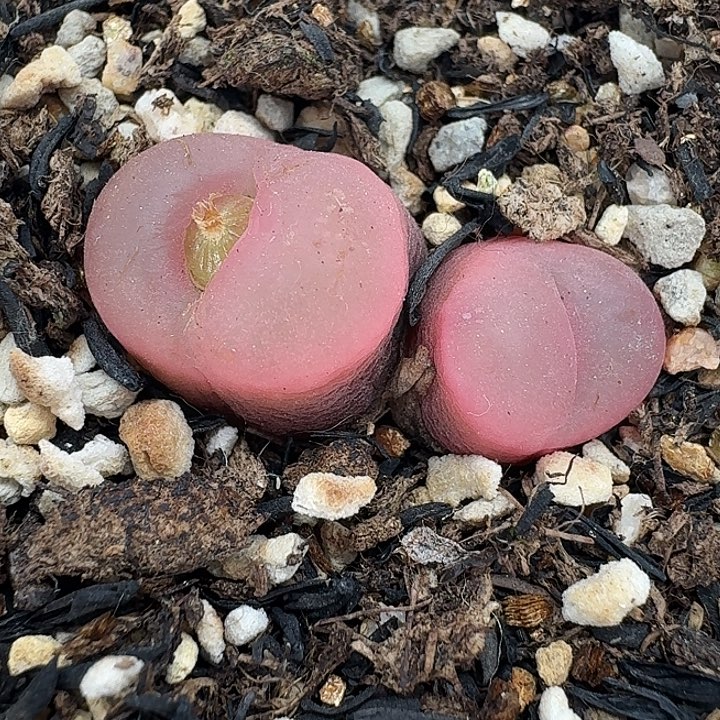 老马生石花双头吕红