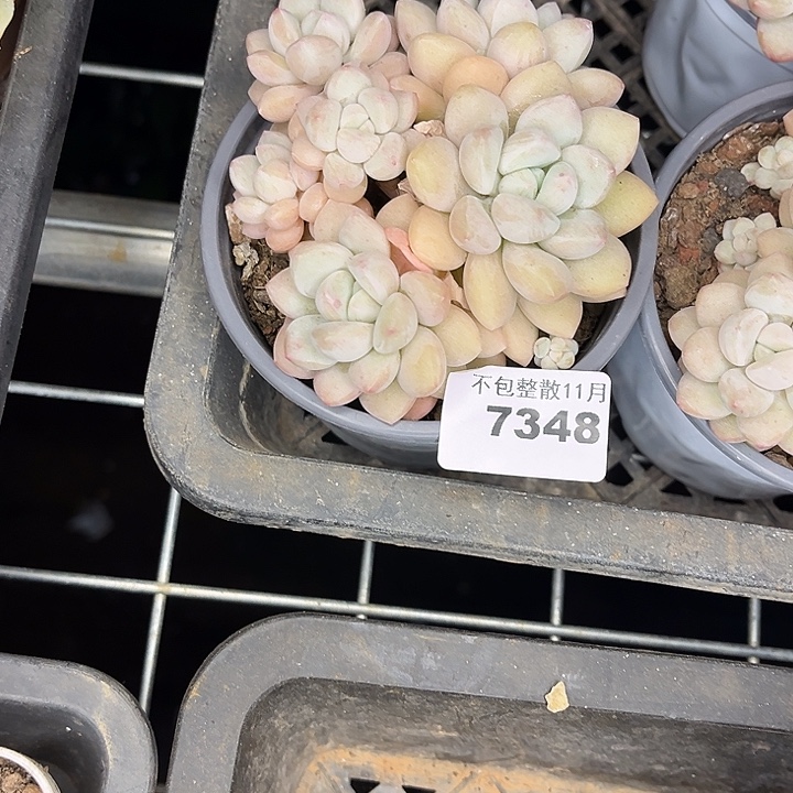 阿雅园艺。           7348泡泡糖