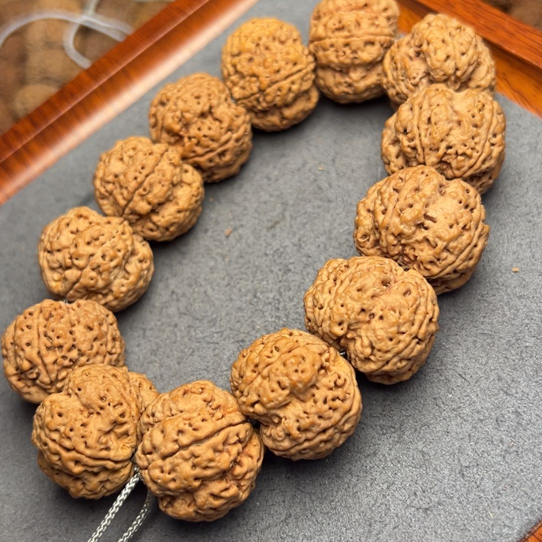 菩提16号尼泊尔大金刚26梅花五龙梁