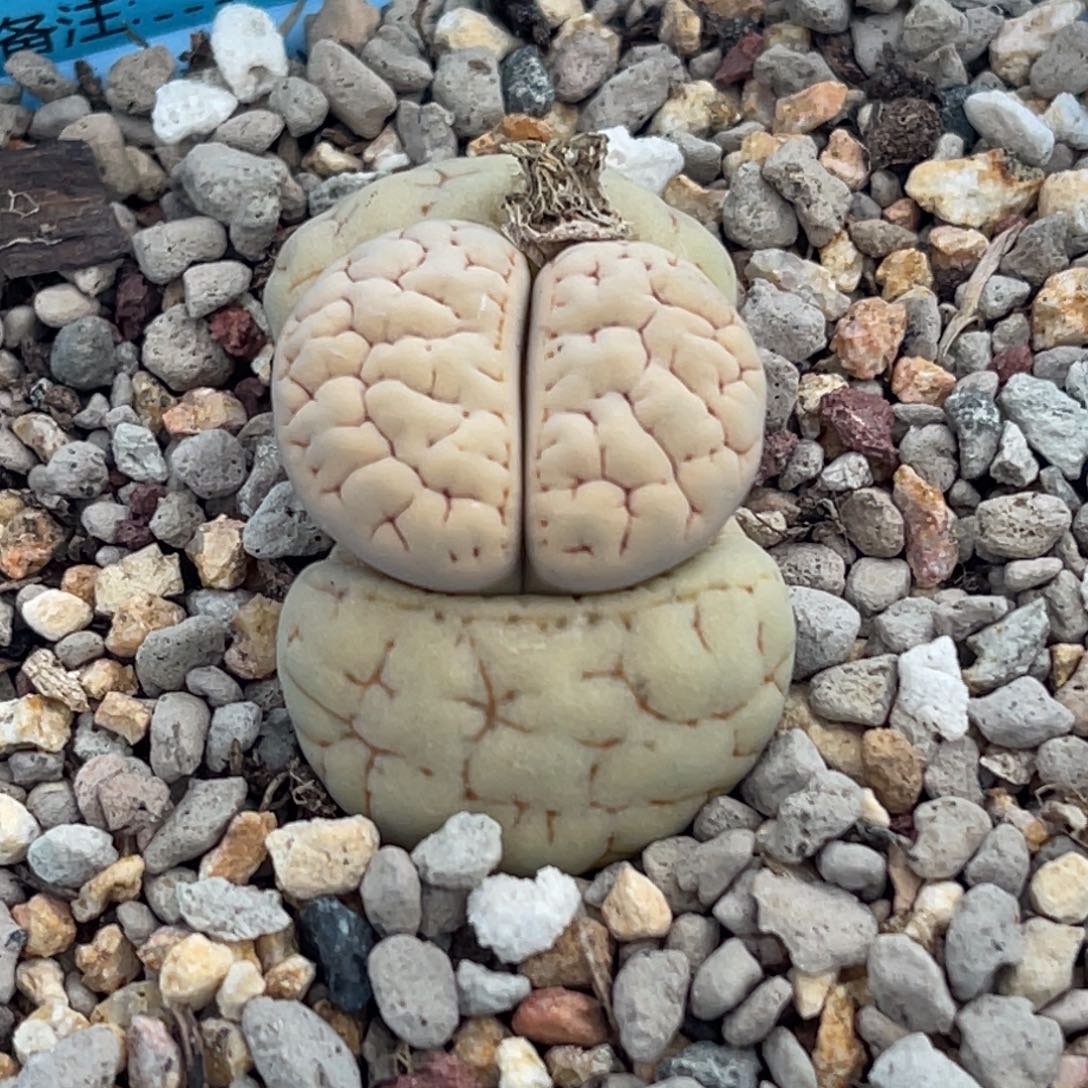 欧***萱8459凹凸脑纹荒一颗