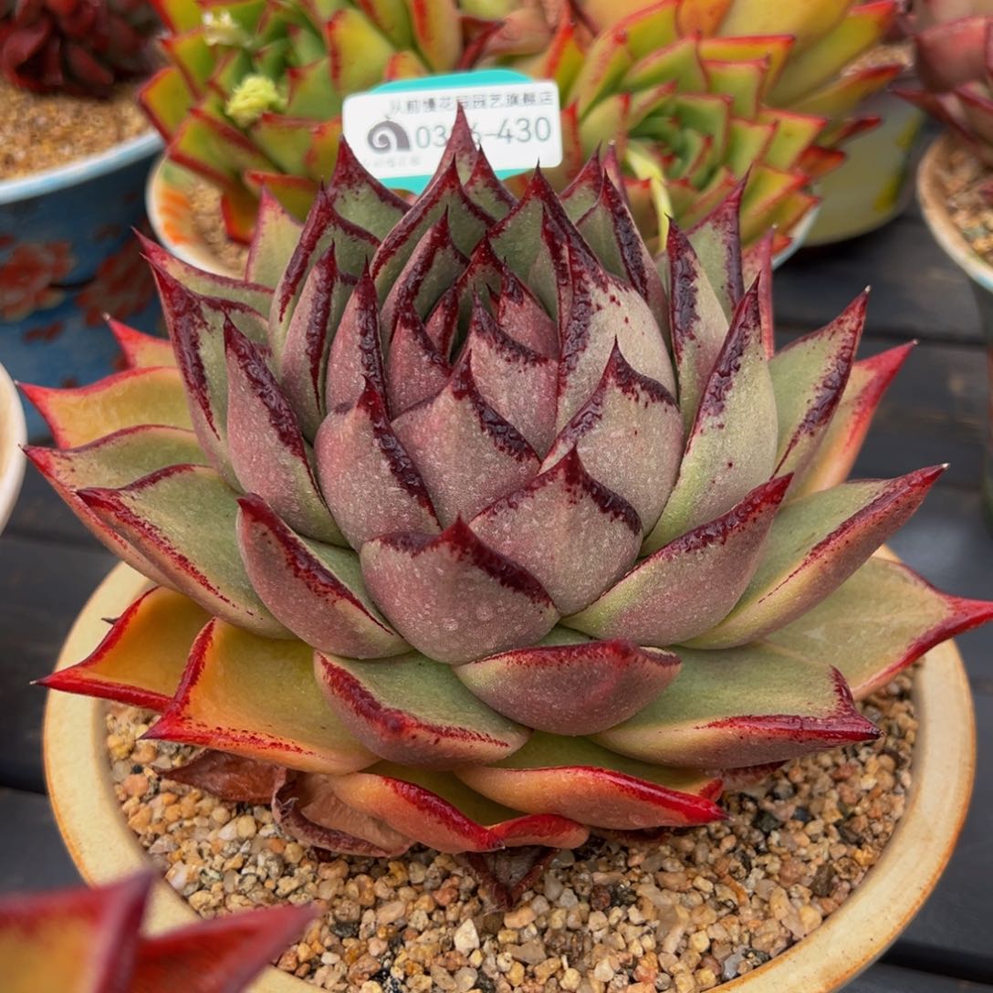 从前慢多肉精选编号0306.430