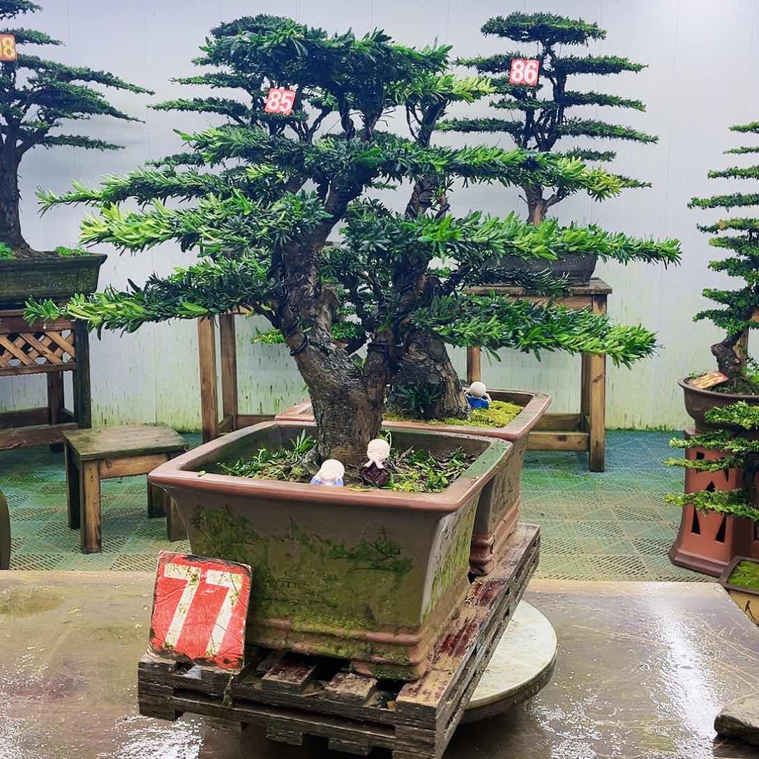 完全开放罗汉松盆景艺术