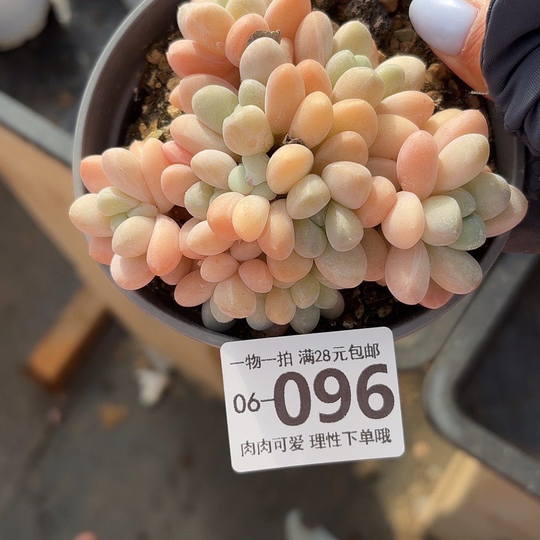 芙丽朵多肉无盆土发货