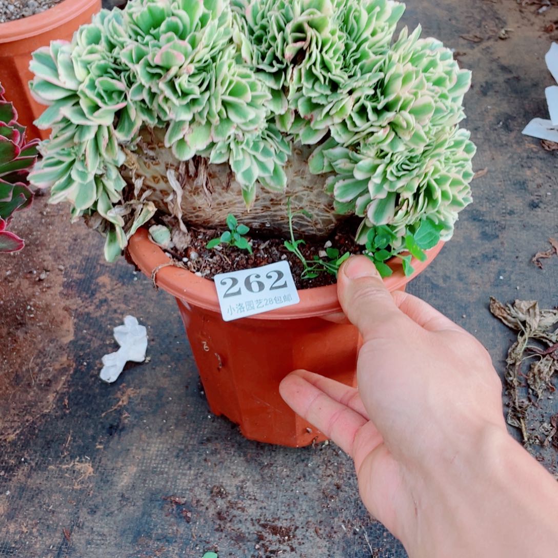 262号迈巴赫缀化多肉植物法师