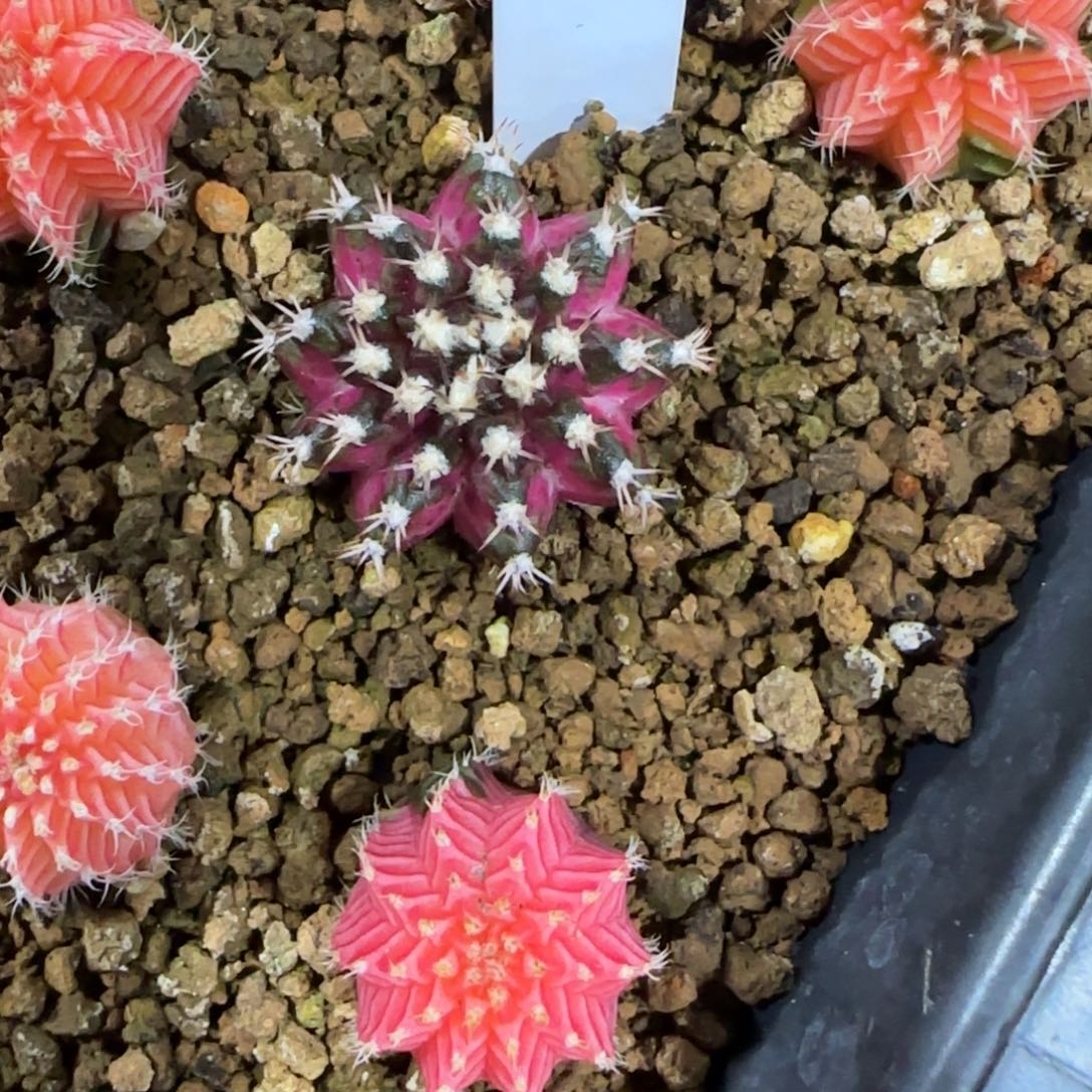 106-0116海神泰国发货多肉