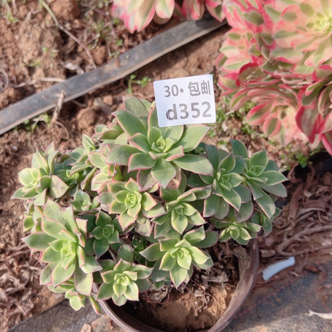 352 艳日灰多肉法师