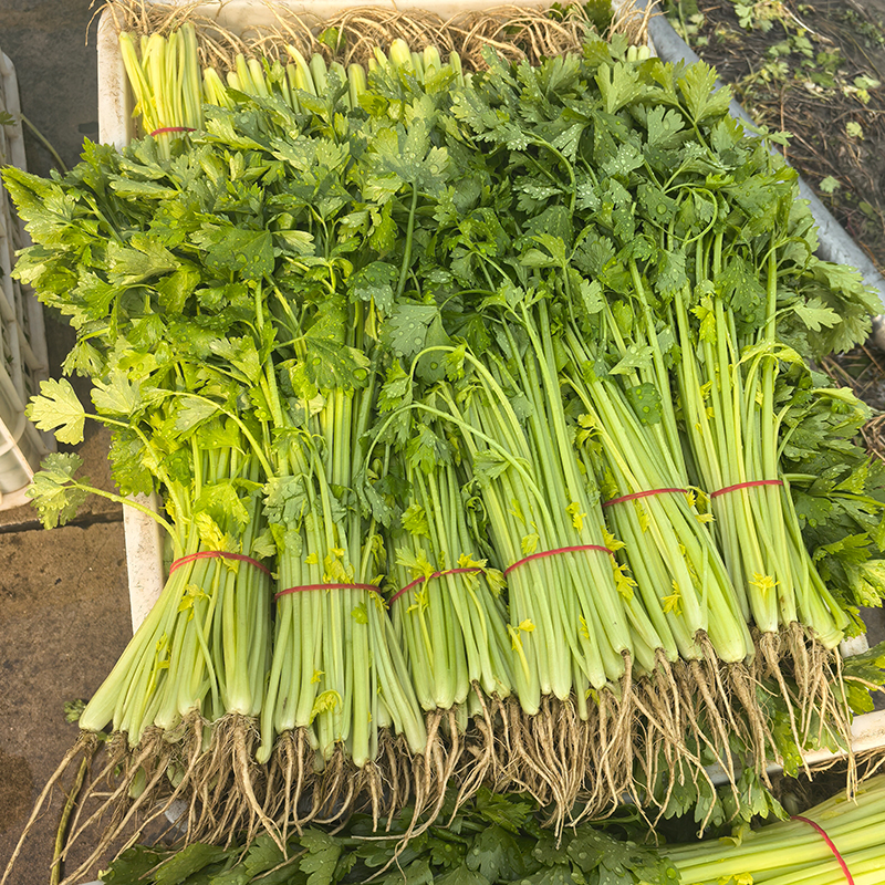 本地小香芹+糯口太湖菜+脆嫩西兰花 本地新鲜蔬菜大礼包3.6斤装