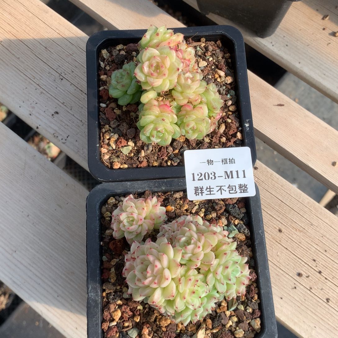 -物一框拍 1203-M11 群生不包整2颗