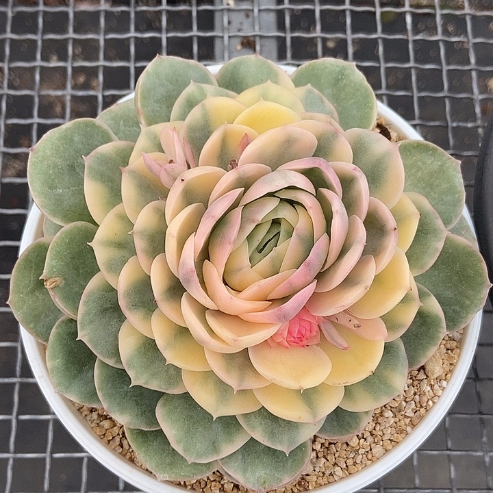 绿体昂斯诺锦多肉