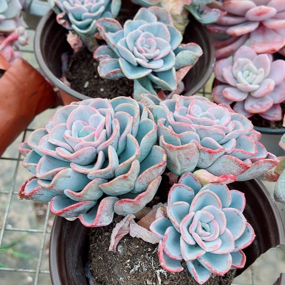 美尻多头造型精品特价