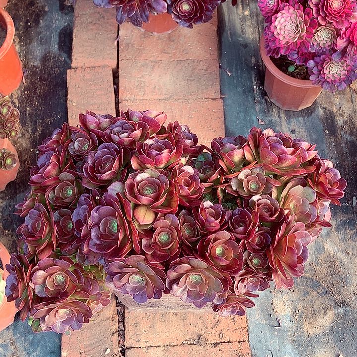 整板万缀，多肉植物