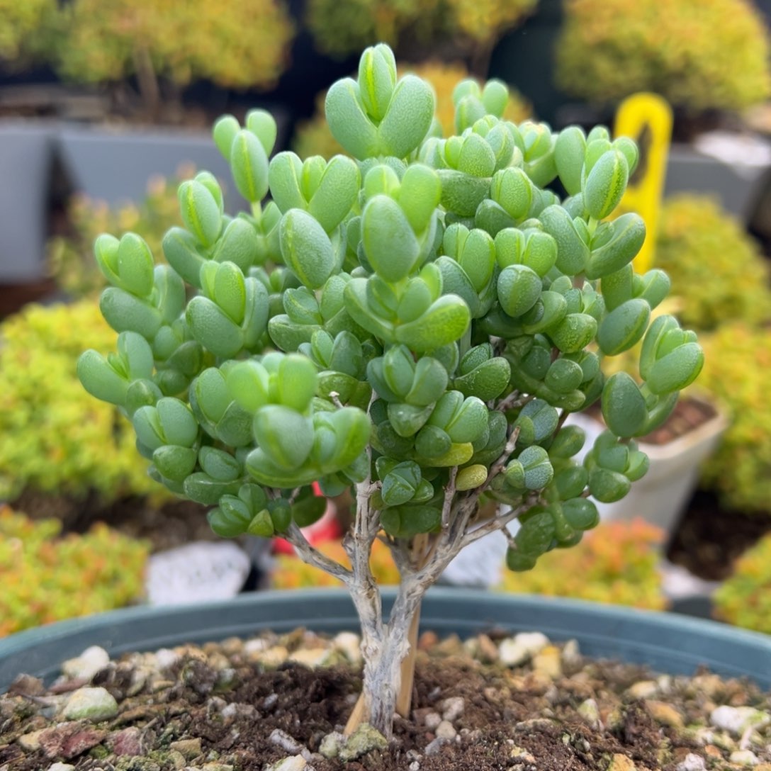 A***芳dy3434老桩大粗腿元宝冠幅8.5