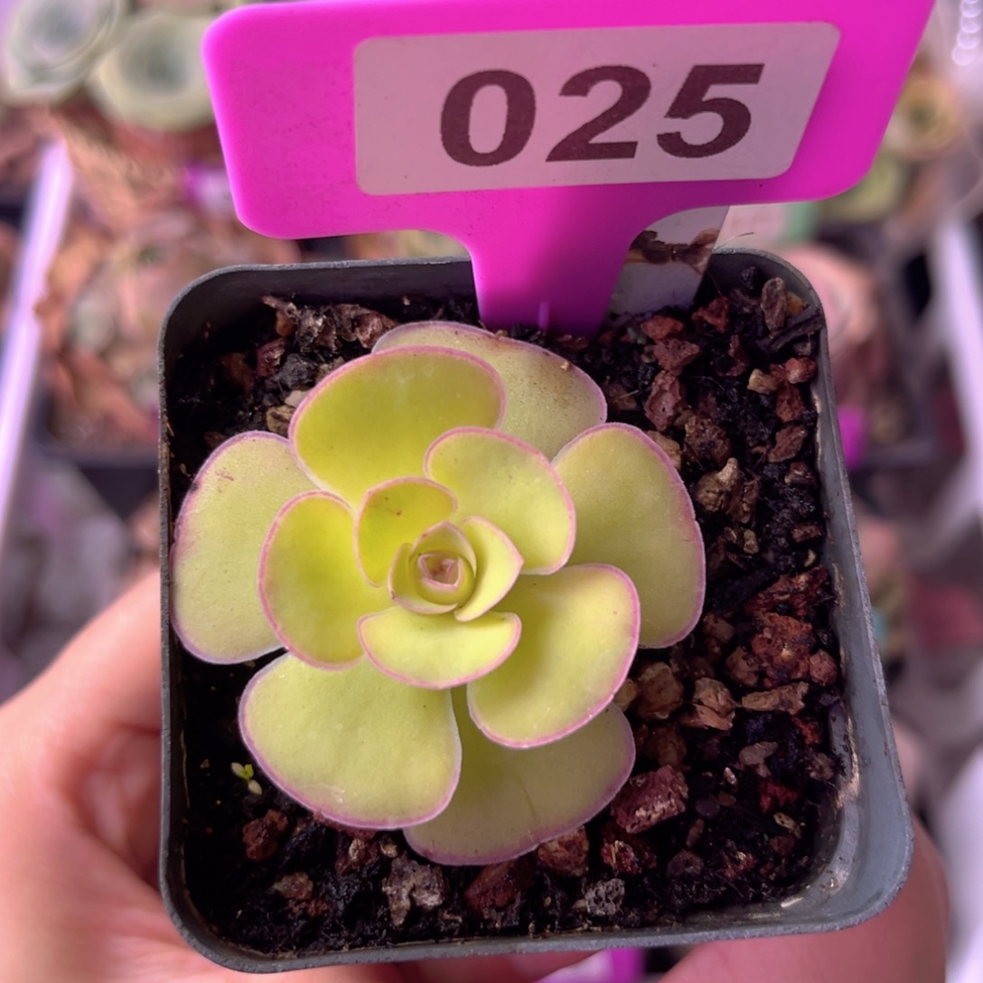 蝶恋花一物一拍025 裸根发