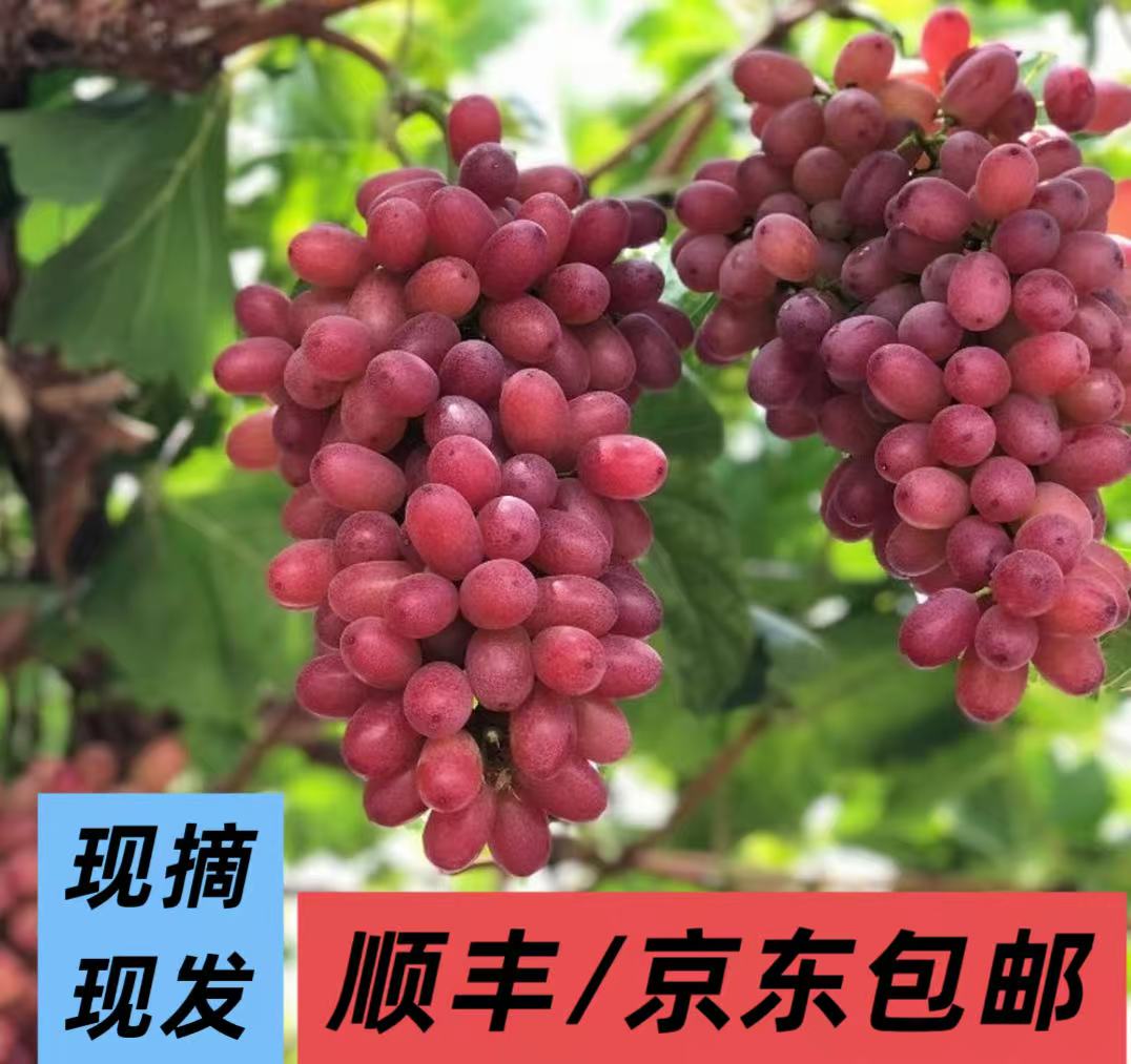 【京东/顺丰包邮】新品小粒葡萄青岛克伦生冰美人脆口纯甜无籽葡萄