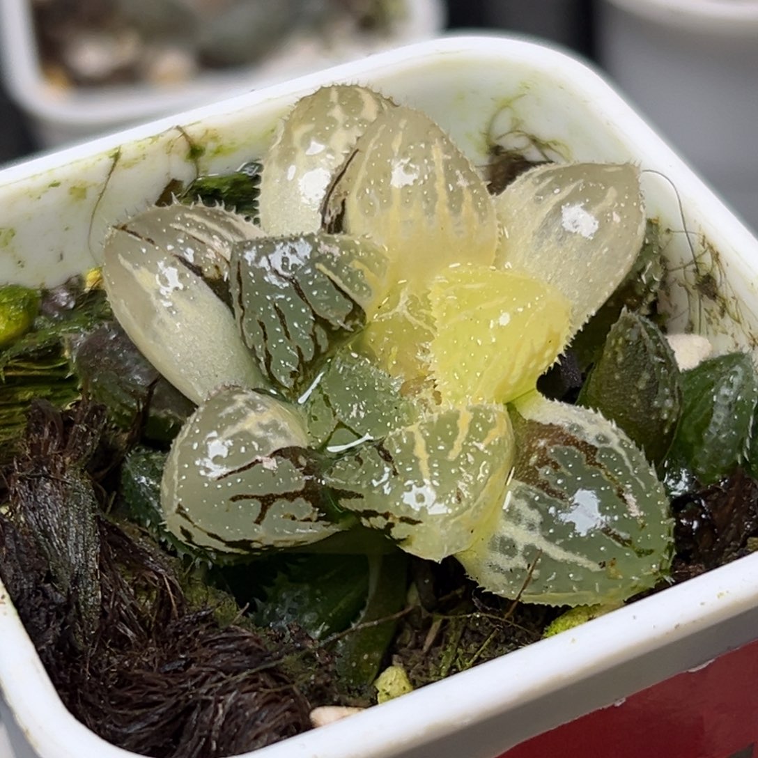 十二卷多肉植物2021魔刺