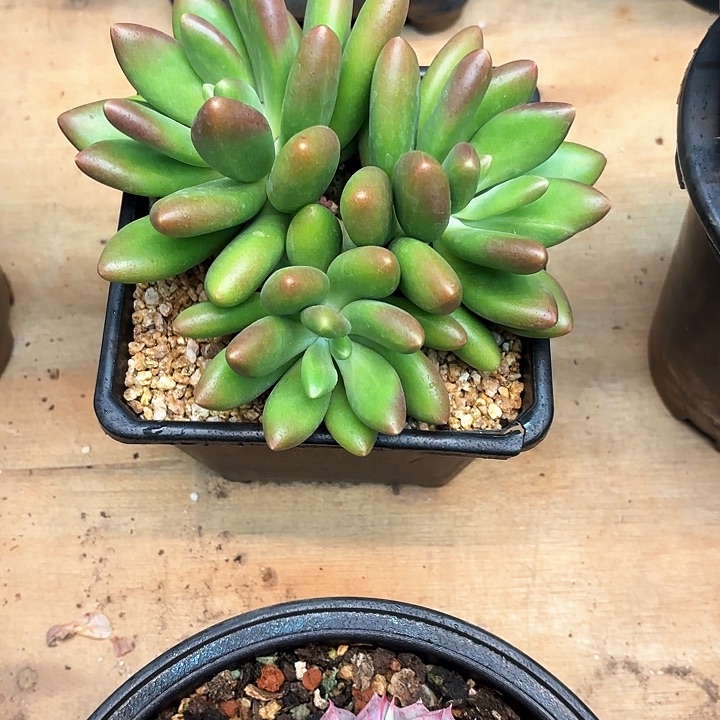 多肉植物，芒果奶