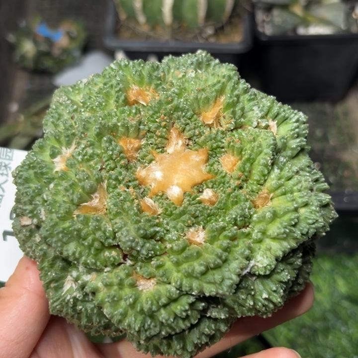 127 袖蒲根 仙人球的故事是