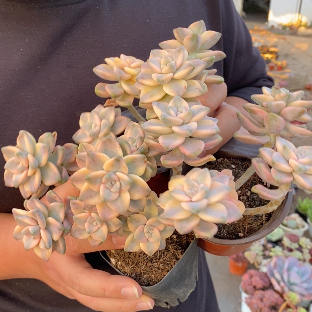 美杏锦整桩整群三盆