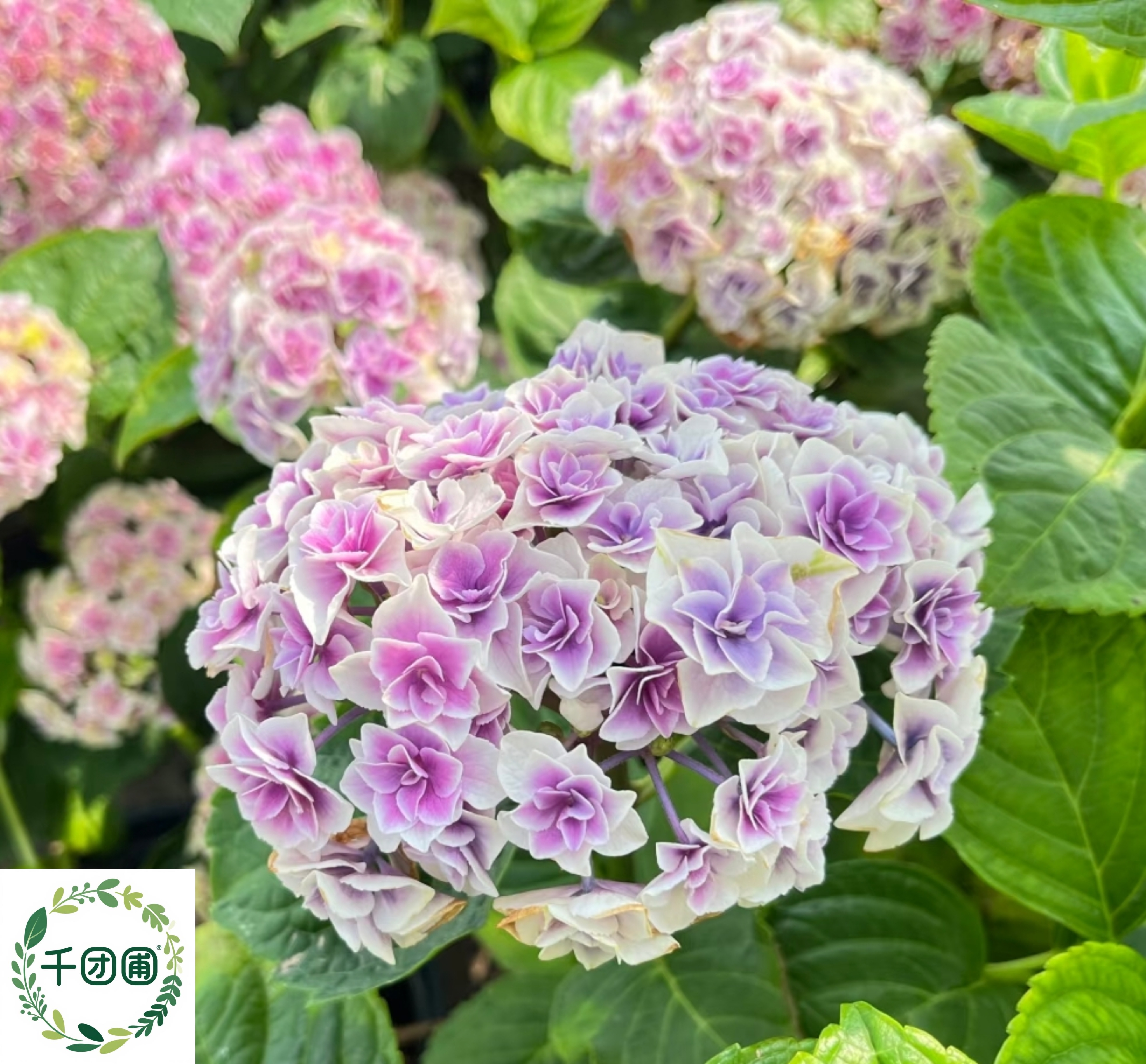 【麒麟】150口径绣球花苗阳台盆栽庭院花卉植物