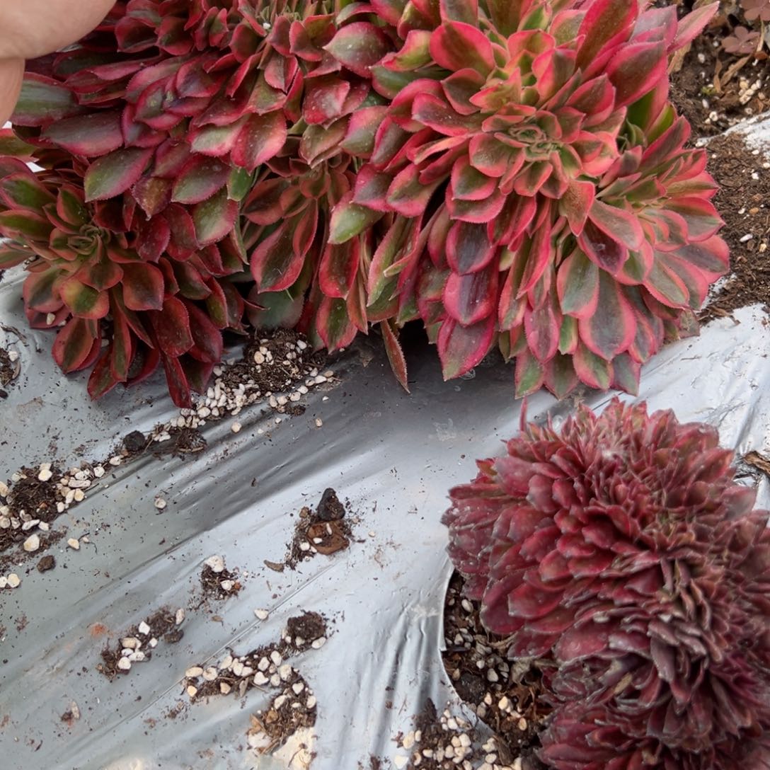 我7250 号多肉法师新年特价维纳