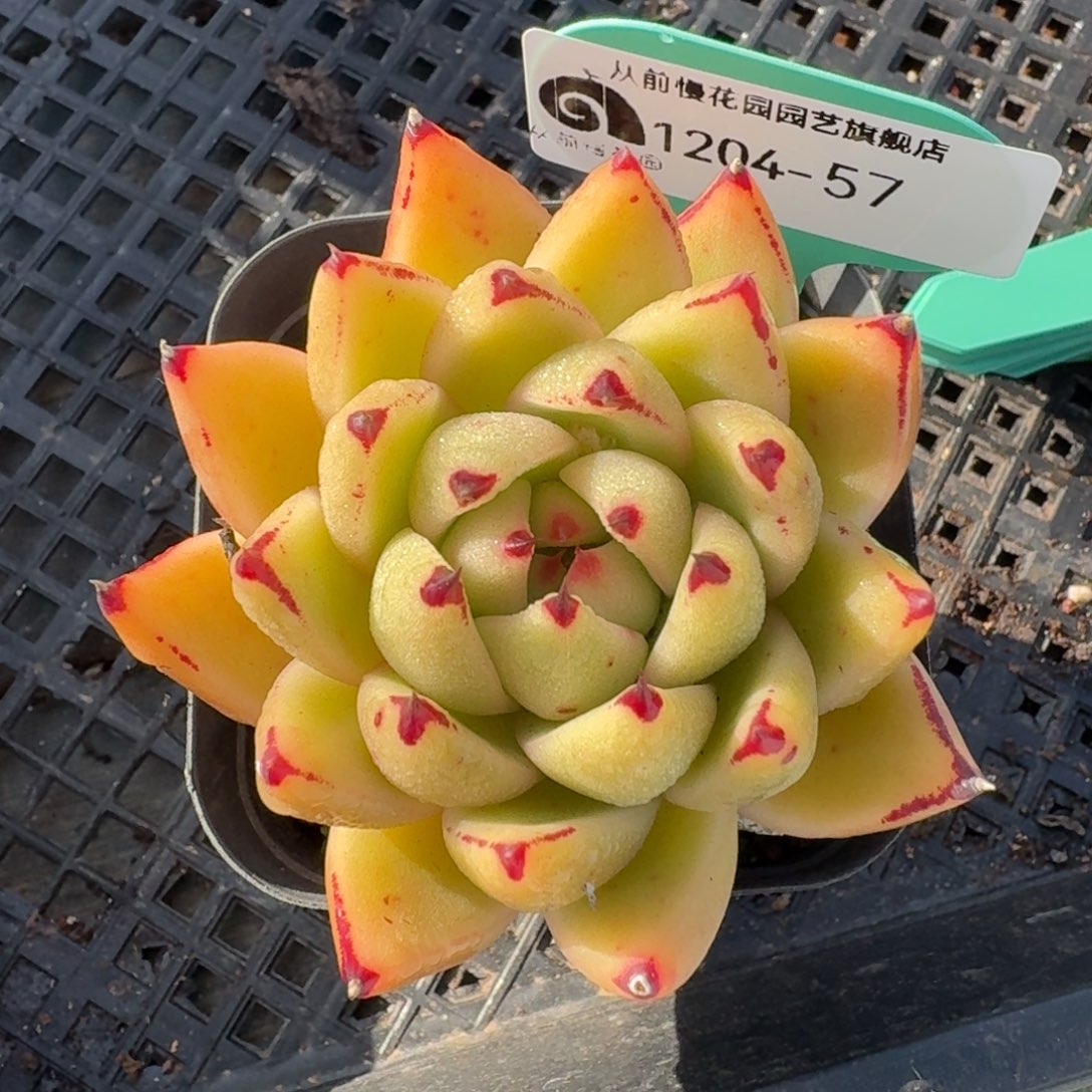 从前慢多肉精选编号1204.