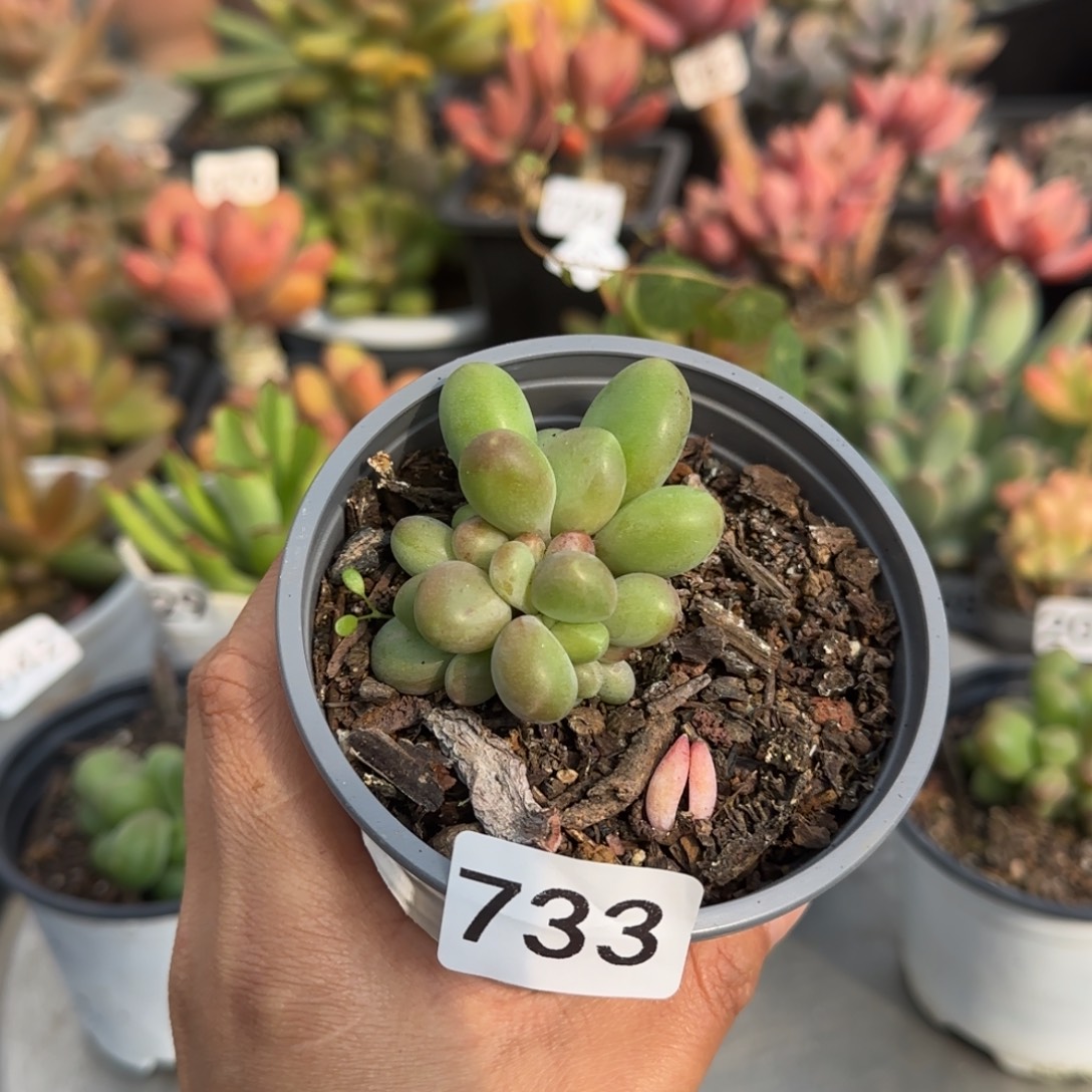 733号一物一拍一物一拍