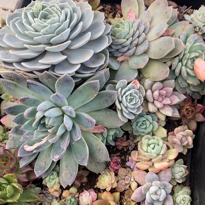 162 多肉植物盆栽花卉