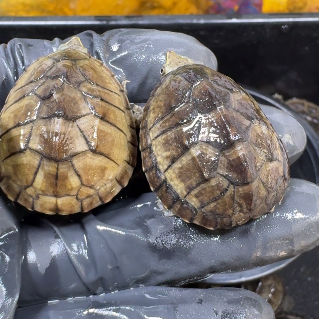 蛋龟不分公母麝香