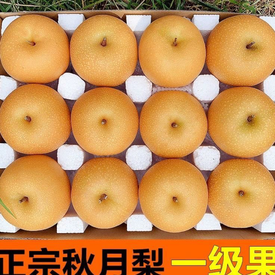 正宗山东秋月梨新鲜水果脆甜多汁应季梨子礼盒