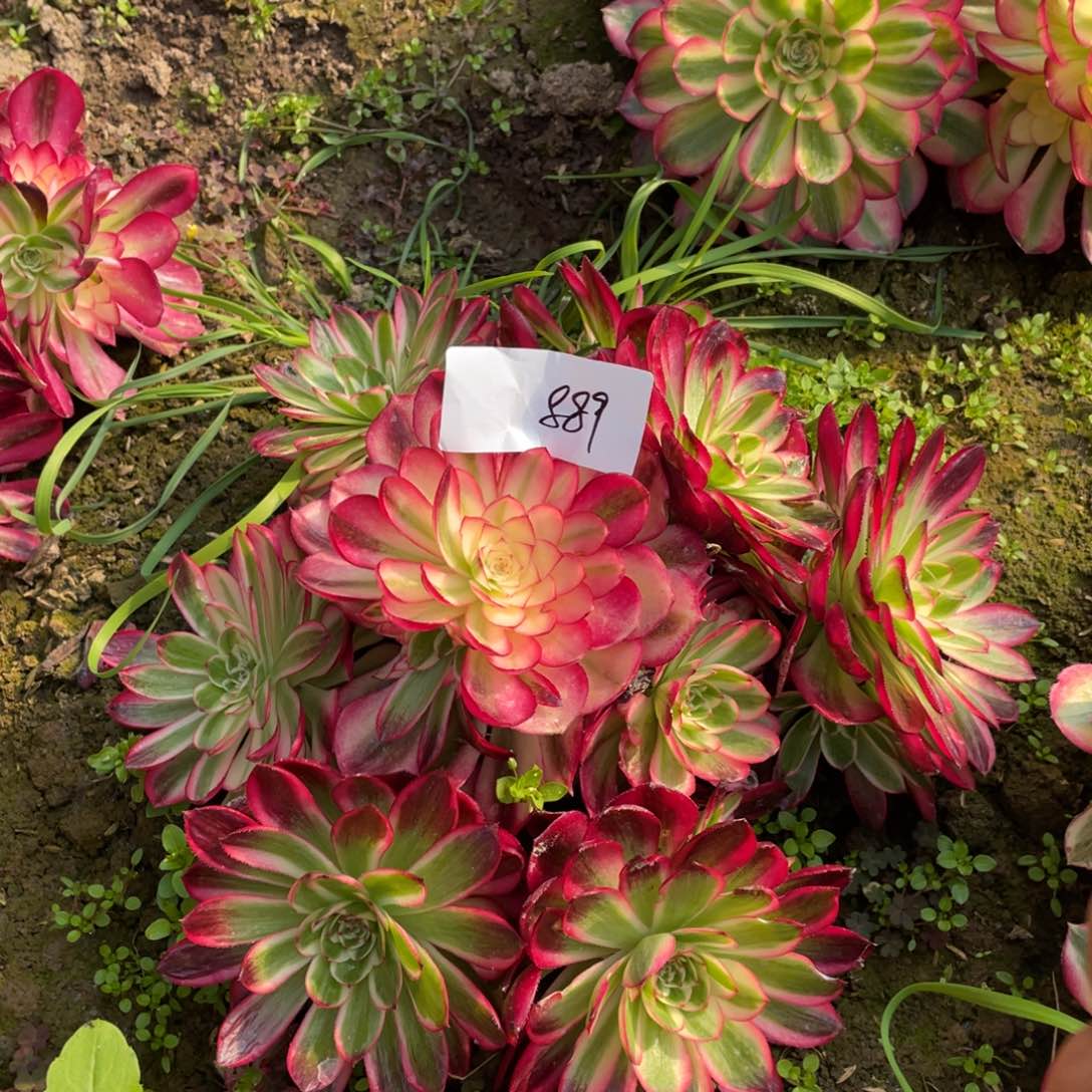 老五多肉889111111