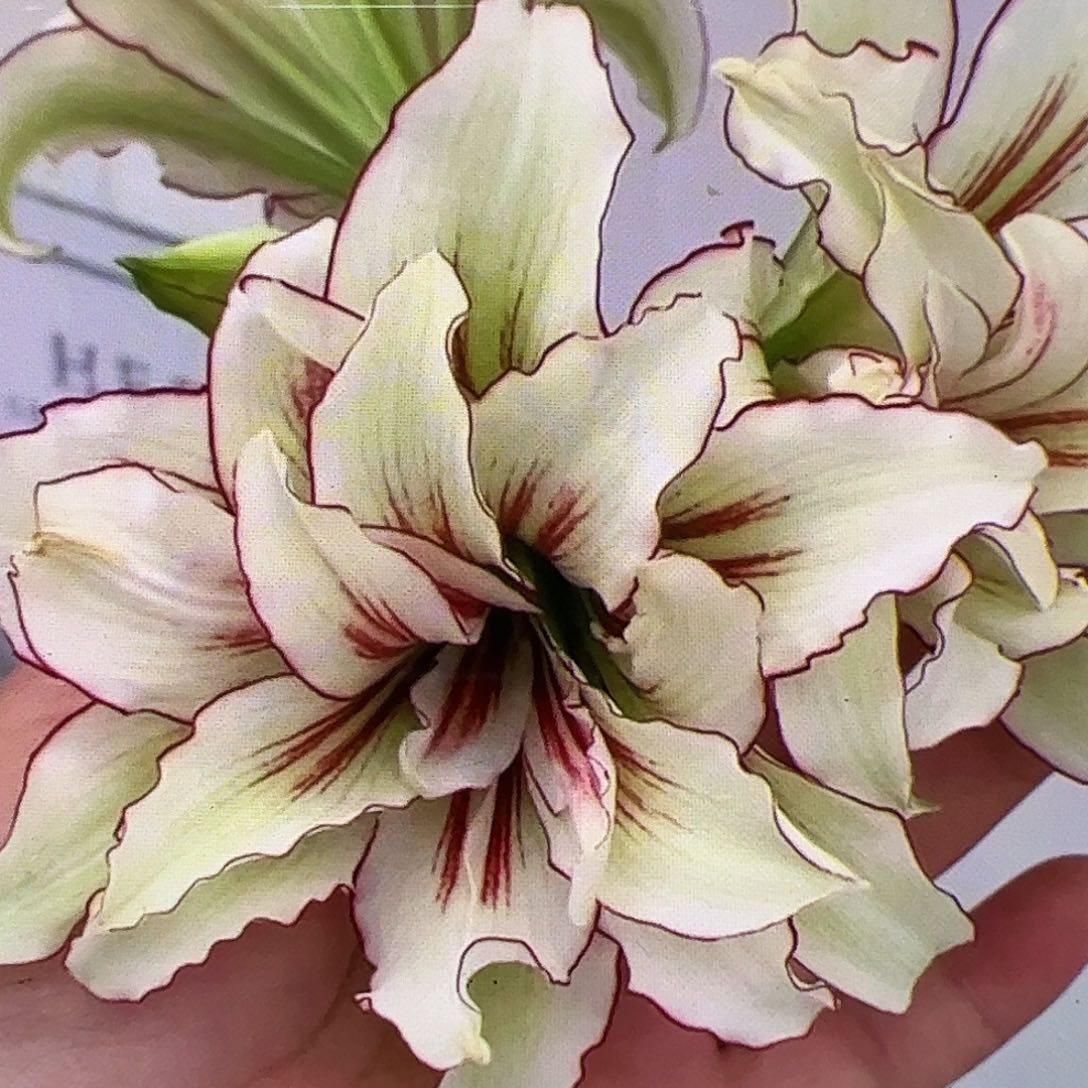 朱顶红双蜻蜓3.5cm+