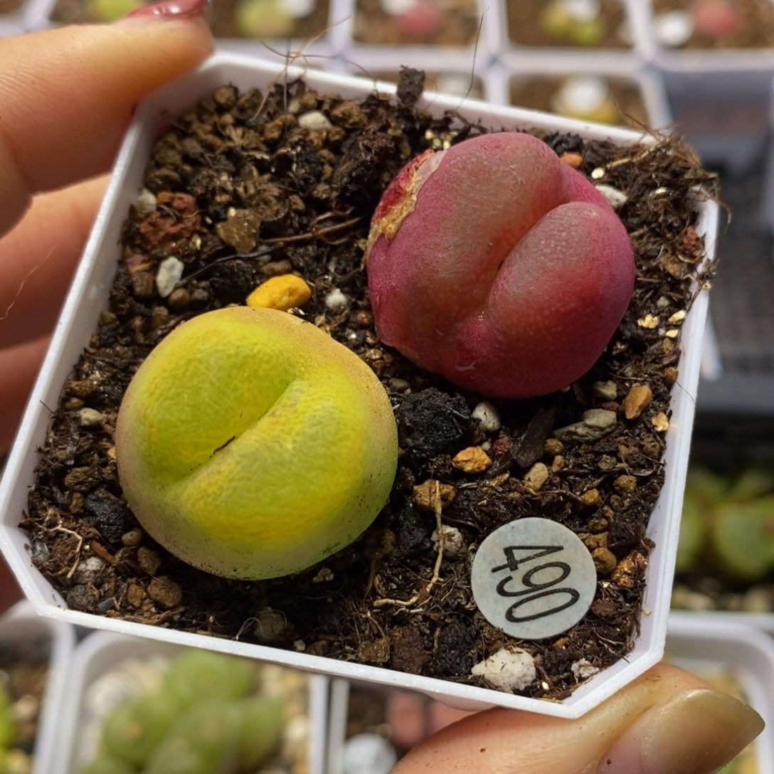 拉登2.3cm（多肉植物