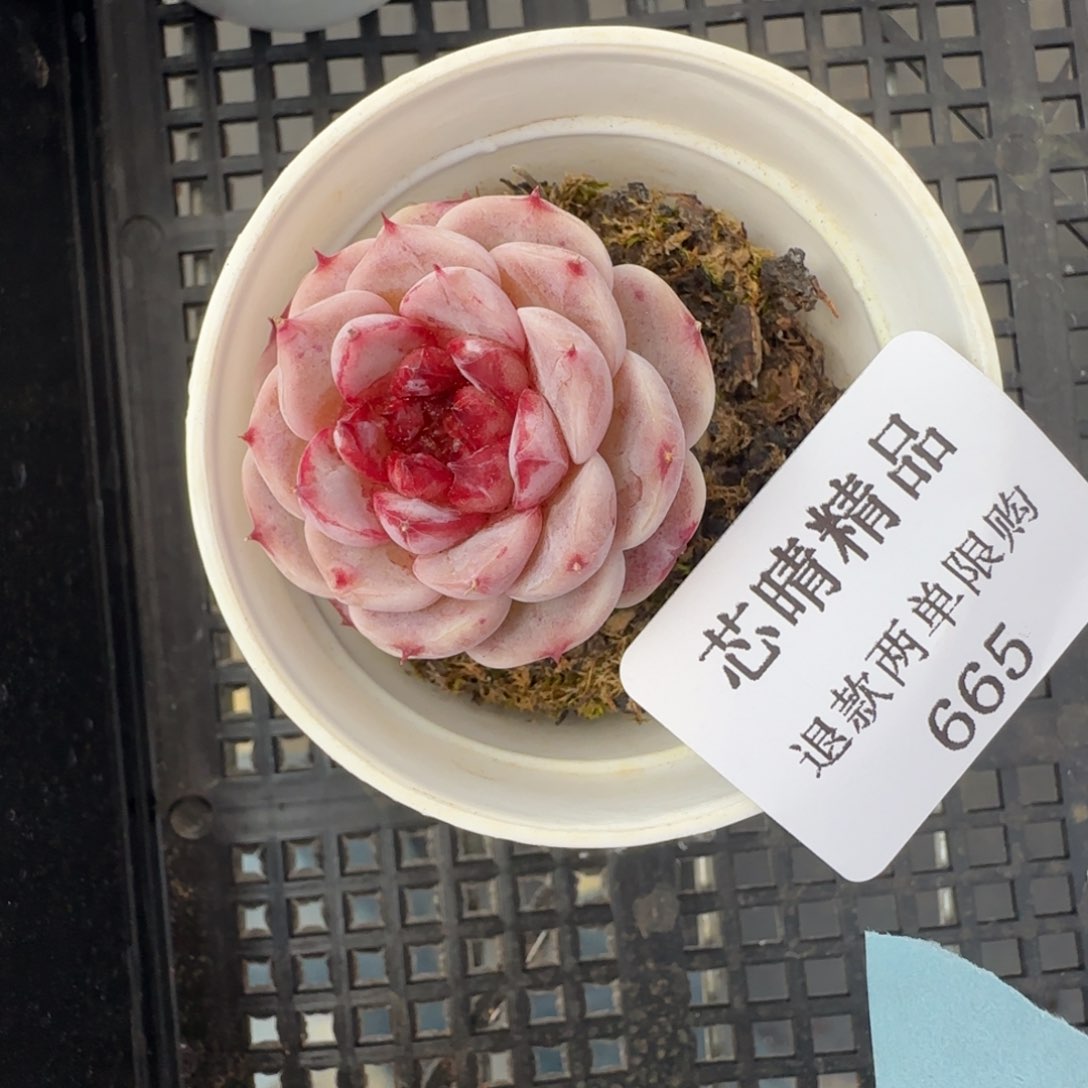 多肉很小看清楚下单拒绝非品质售后665