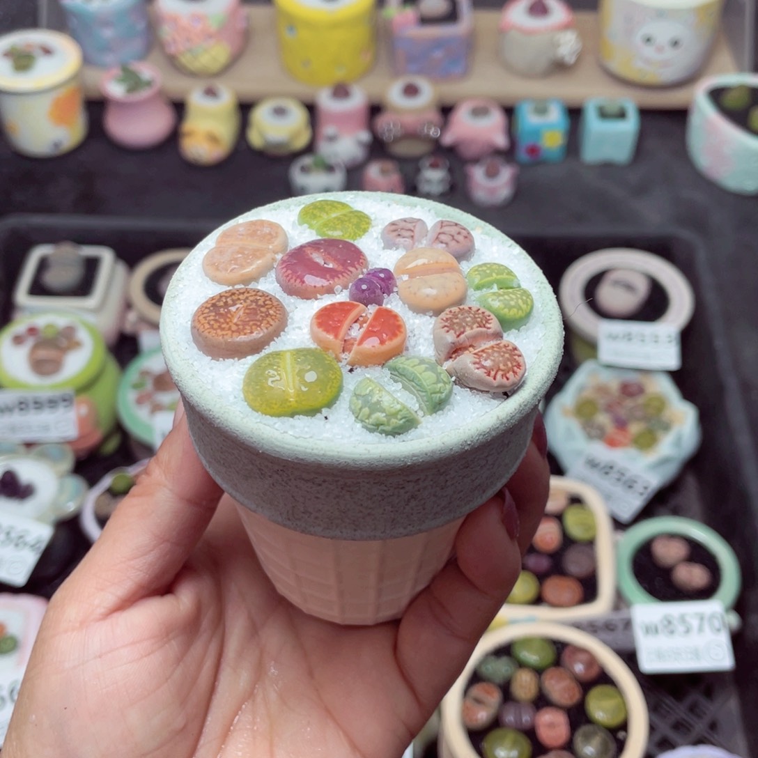 w8574 带盆土发货-零下地区拍保温箱