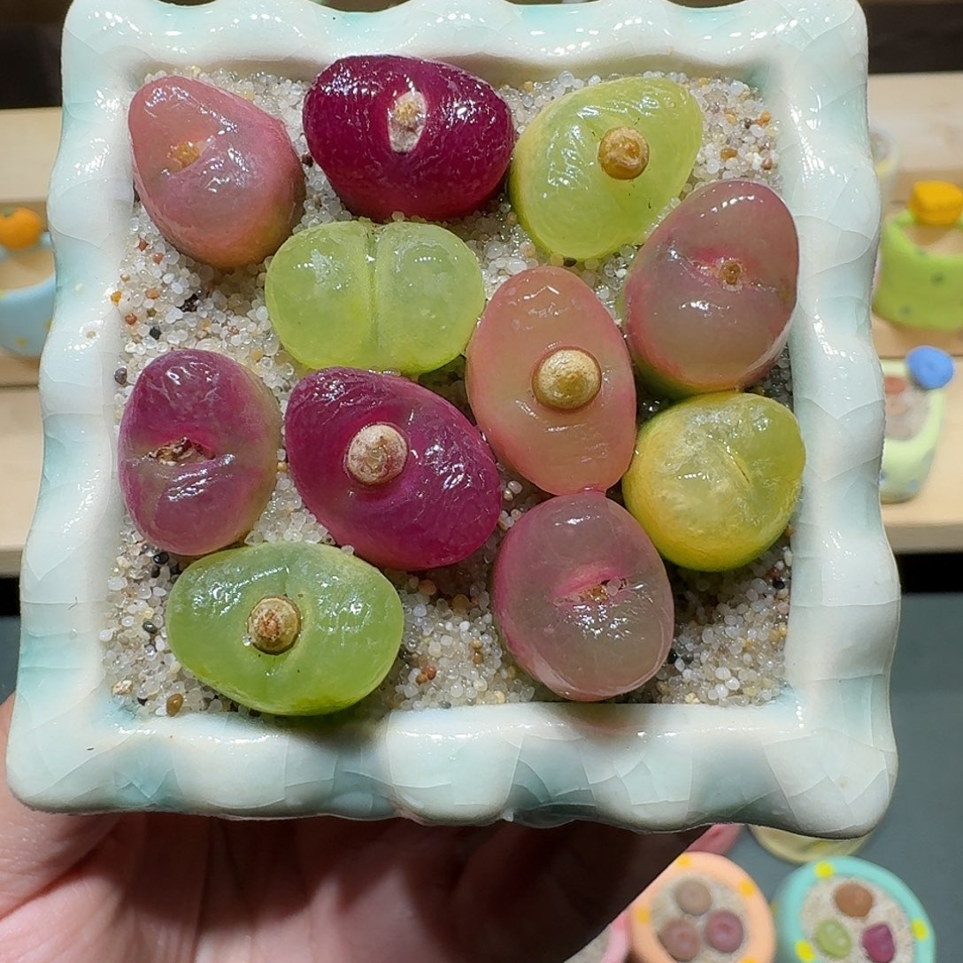 红陶蘑菇303毛汉尼