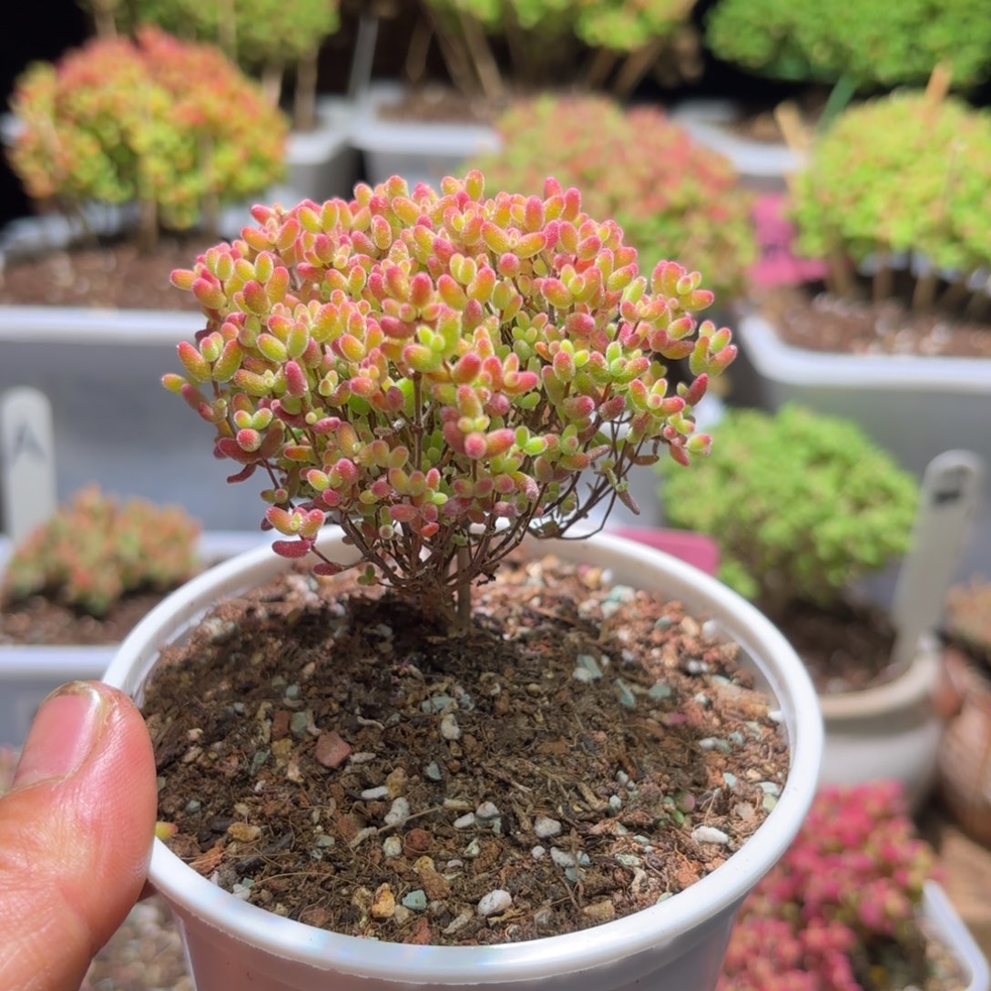 枝干番杏蜜橘D003带土