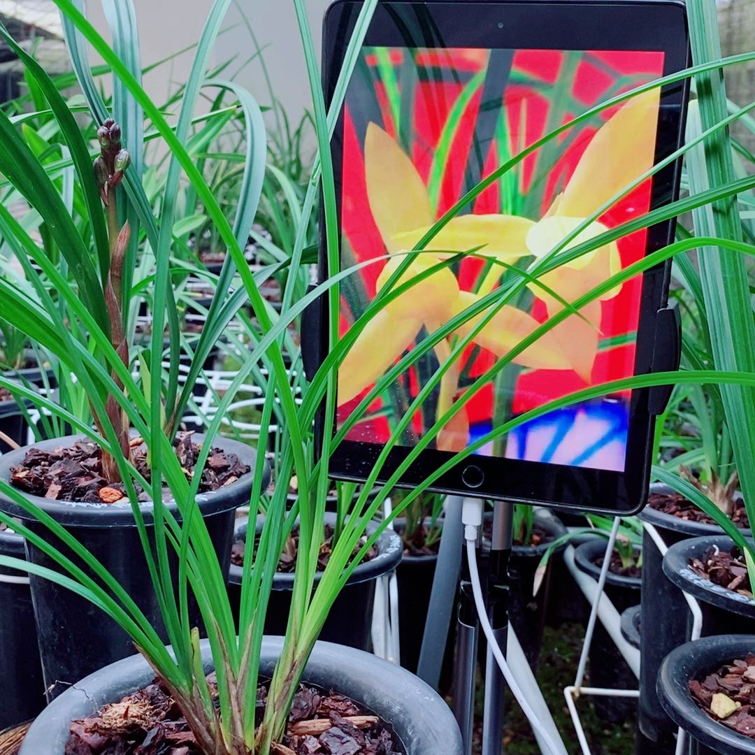 大部分花苞少量开放