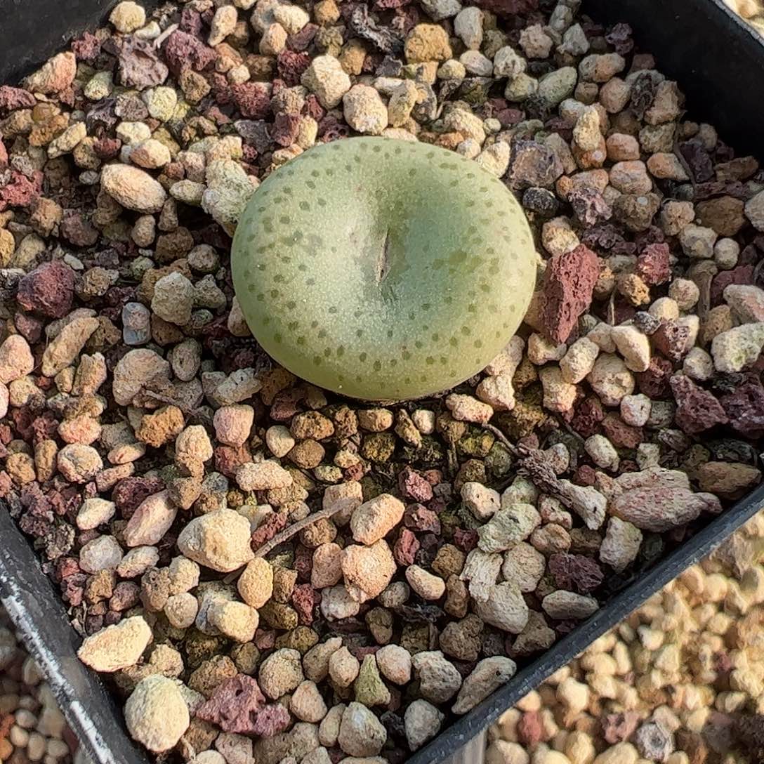 一物一拍史莱克脱土发。  455