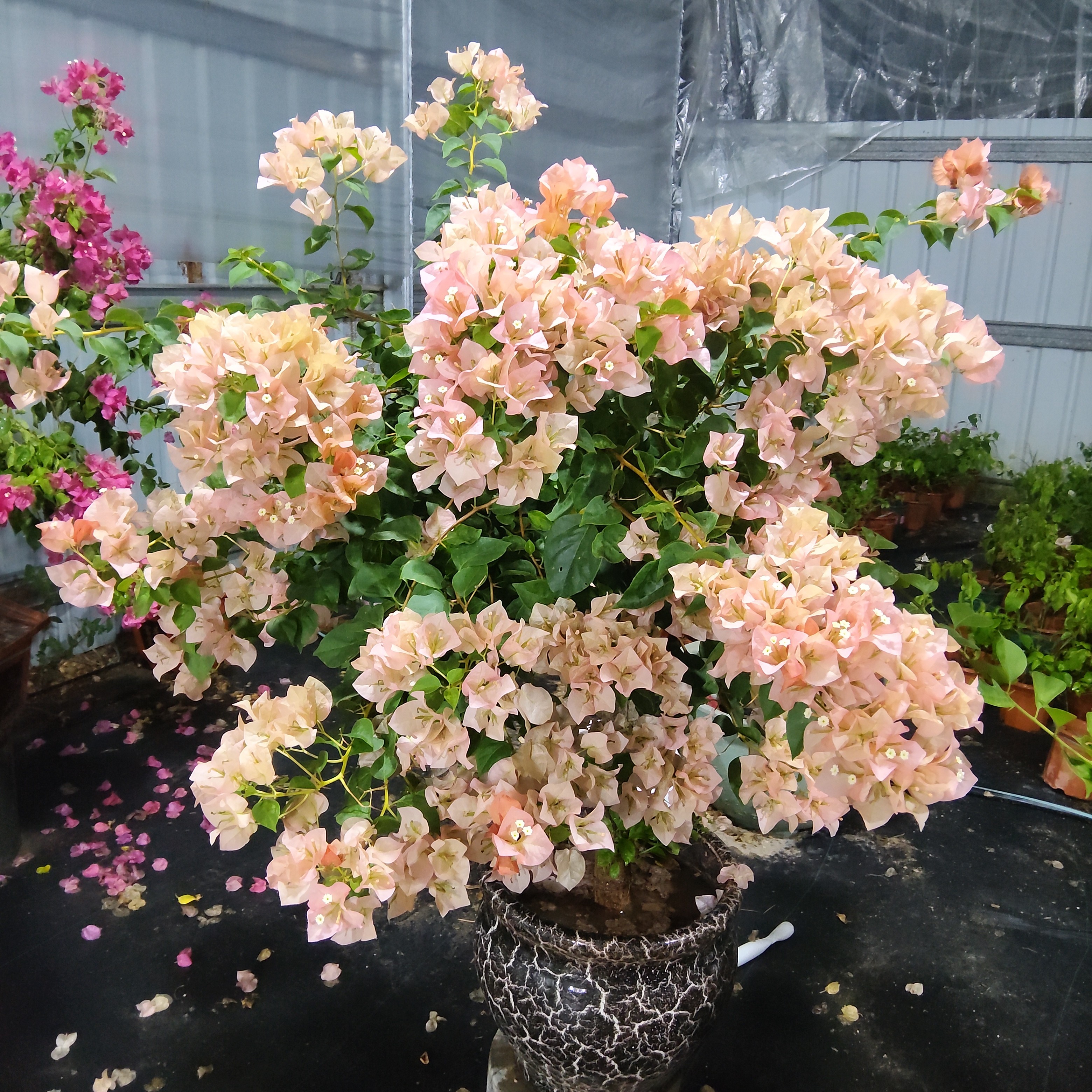 三角梅老桩盆栽四季开花耐寒耐旱好养易活庭院花卉绿植
